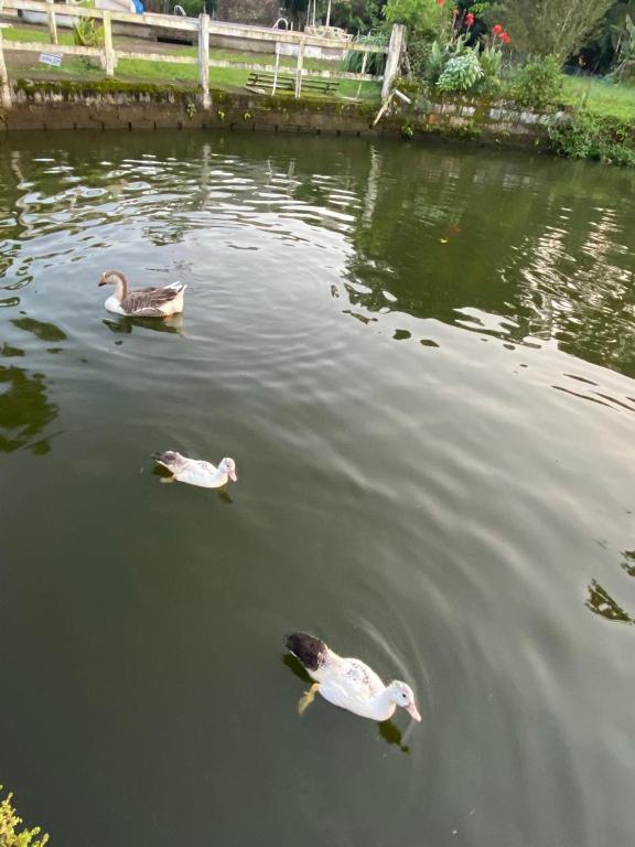 Lago com patos na propriedade
